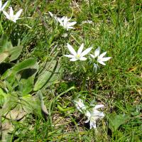 Ornithogales à feuilles étroites
