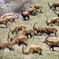 Bouquetins mâles à Combe Brémond