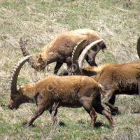 Bouquetins mâles à Combe Brémond