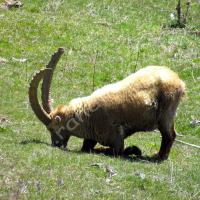 Bouquetin mâle… fatigué (?!) à Cloche