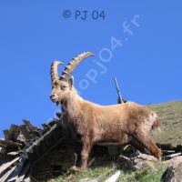 Bouquetin mâle à Cloche