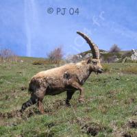 Bouquetin mâle à Cloche