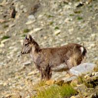 Pas de Touréis : cabri
