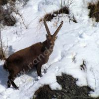 Bouquetin mâle au-dessus de St Ours