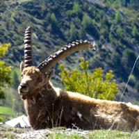 Bouquetin mâle au-dessus de St Ours
