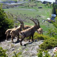 Bouquetins mâles au-dessus de St Ours