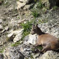 Jeune bouquetin au Pas du Lausson
