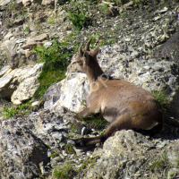 Jeune bouquetin au Pas du Lausson