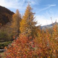 Au premier plan, arbuste d’épines vinettes