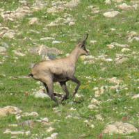 Vallon des Lacs des Hommes