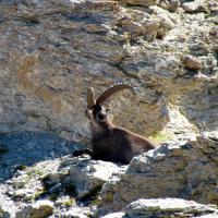 Bouquetin… au repos