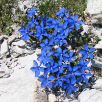Gentianes printanières