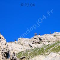 Bouquetins sur la crête…