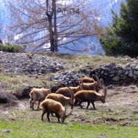 Bouquetins sur le plateau…