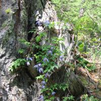 Clématite des Alpes