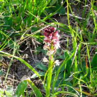 Orchis brûlé