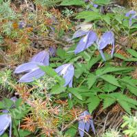 Clématite des Alpes