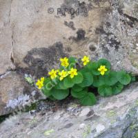 Violette à deux fleurs
