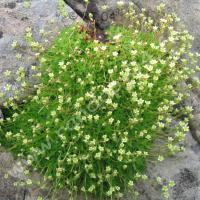 Saxifrage sillonné
