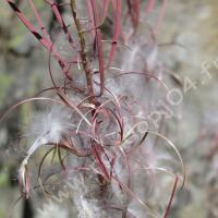 Épilobe à feuilles étroites (fruits)