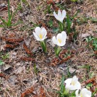 Crocus blanc