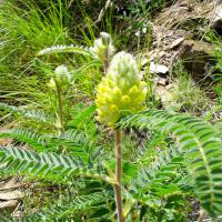 Astragale pois chiche