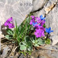 Primevère marginée