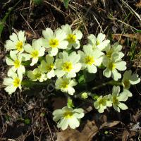 Primevère à grandes fleurs