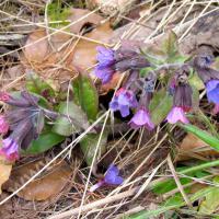 Pulmonaire à feuilles lancéolées