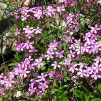 Saponaire de Montpellier