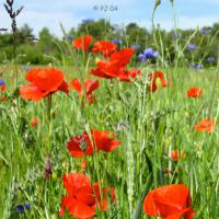 Coquelicots & Bleuets