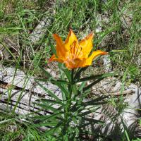 Lis orangé ou lis faux safran