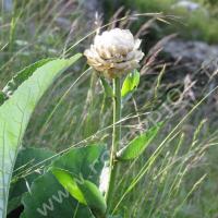 Rhapontique scarieux (en bouton)