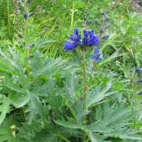 Dauphinelle des montagnes