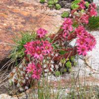 Joubarbe à toile d’araignée