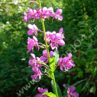 Épilobe à feuilles étroites