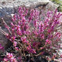 Bois gentil ou Joli bois