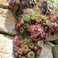 Joubarbe à toile d'araignée