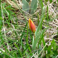 Tulipe australe