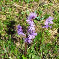 Soldanelle des Alpes