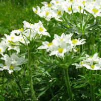 Anémone à fleurs de narcisse