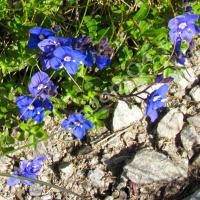 Véronique des rochers