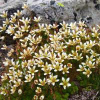Saxifrage faux bryum