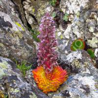 Saxifrage à nombreuses fleurs