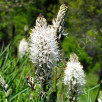 Asphodèle blanc