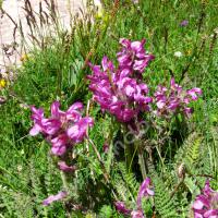 Pédiculaire à bec et en tête