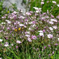 Gypsophile rampante