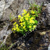 Saxifrage des ruisseaux