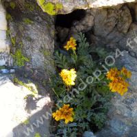 Séneçon blanchâtre