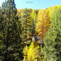 Au milieu des arbres… la Cabane Forestière